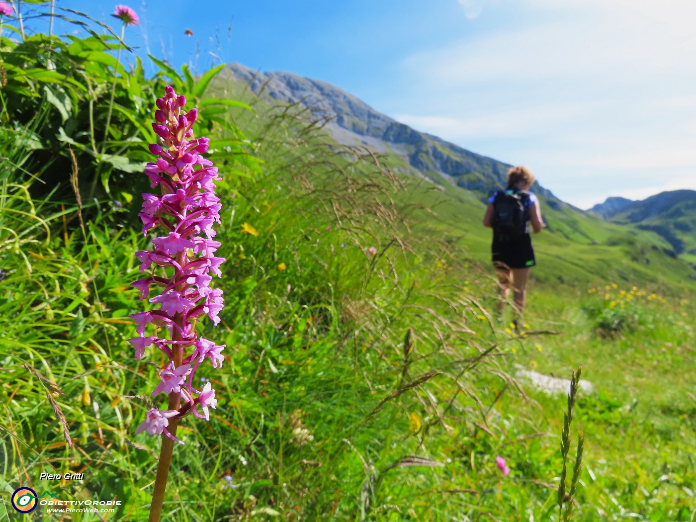 11 Bel fiore di orchidea, , Orchis mascula (Orchidea maschio).JPG
